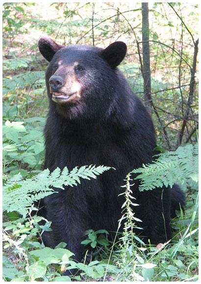 A sitting bear